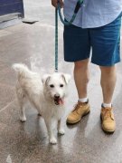 宠物护理不只关乎宠物的健康